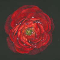 /album/fotogalerie/pryskyrnik-orir-jpg/